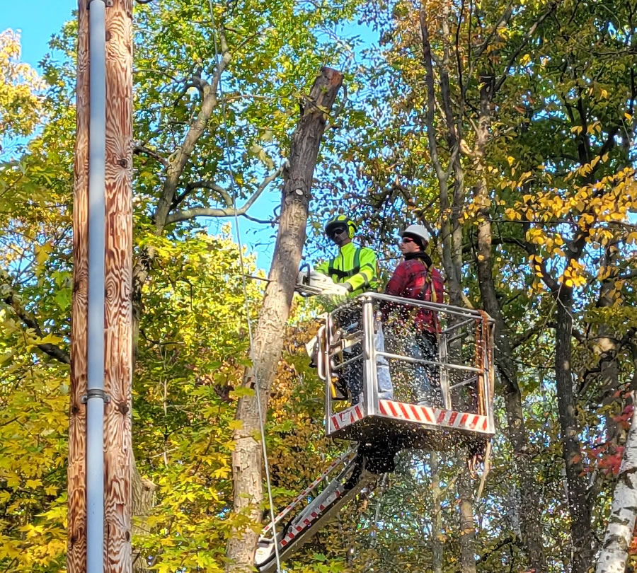 Isanti, MN Tree Removal