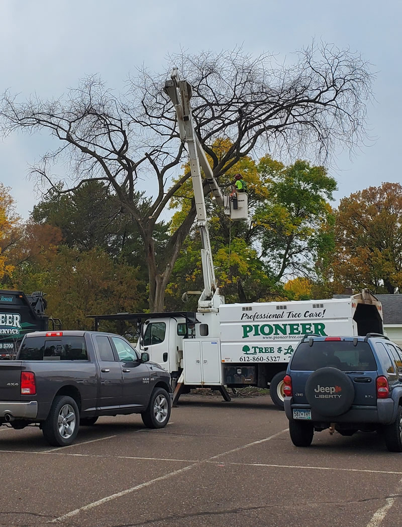 Large Tree Removal in Princeton, MN