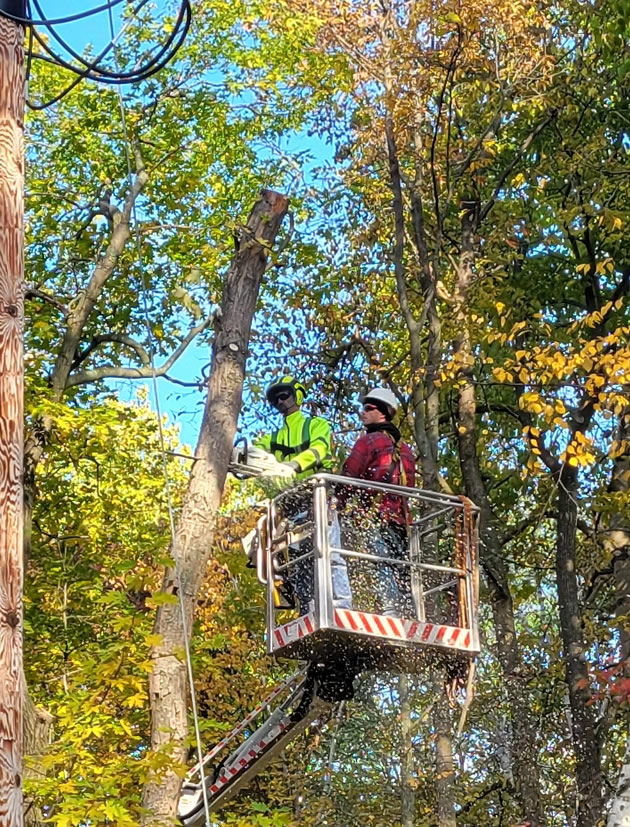 Large Tree Removal Experts in Zimmerman, MN