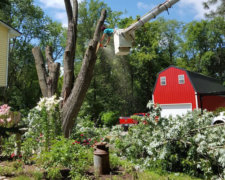 Large Tree Removal in Braham, MN