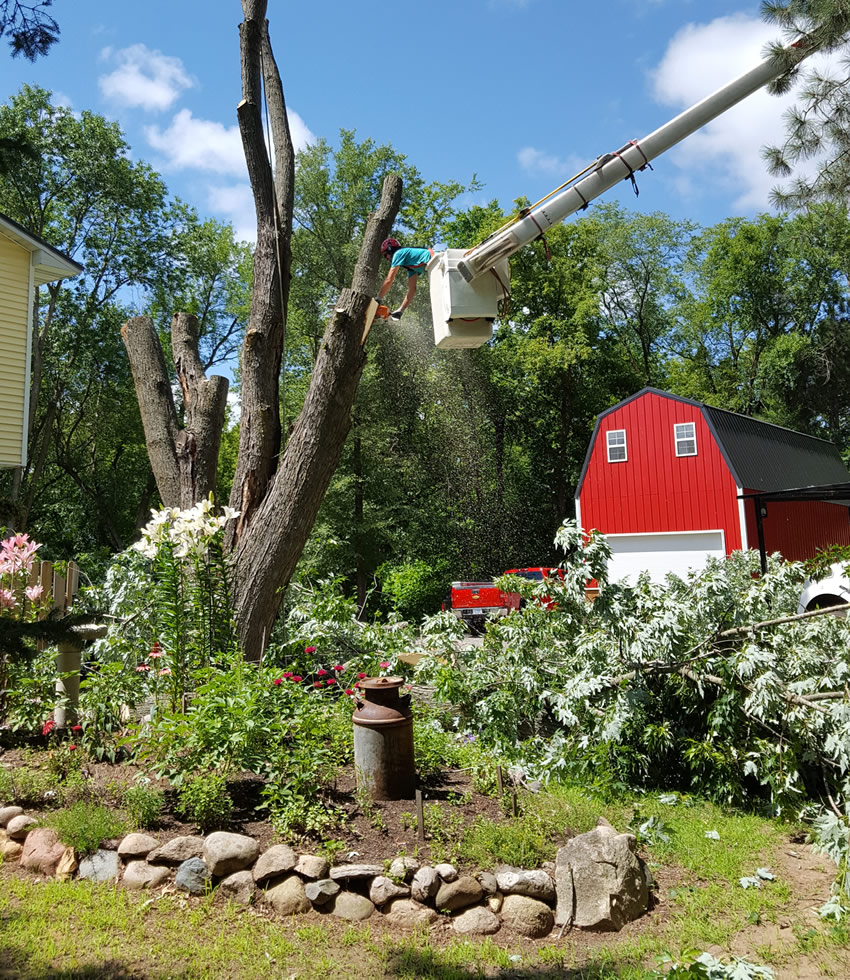 Large Tree Removal in Braham, MN