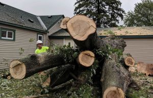 Milaca, MN Tree Removal Company