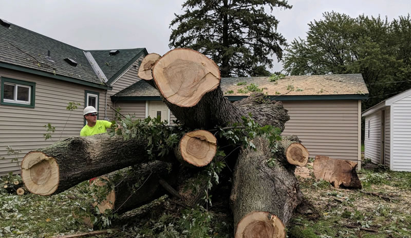 Milaca, MN Tree Removal Company