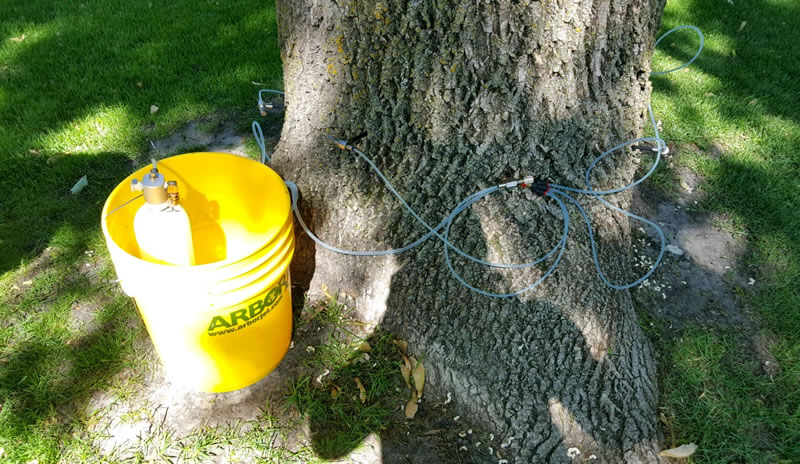 Milaca, MN Tree Disease Treatment