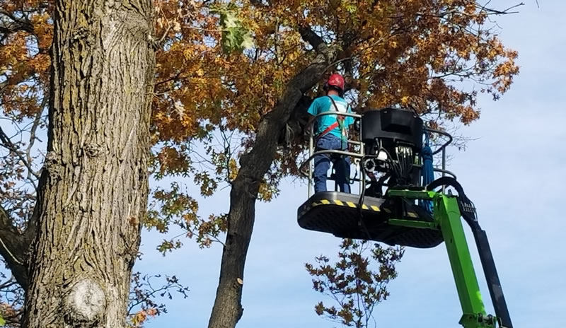 Milaca, MN Tree Pruning