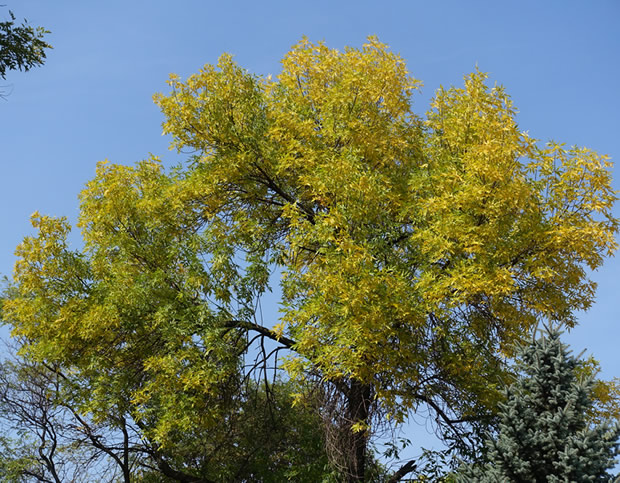 Ogilvie MN Ash Tree Health and Treatment