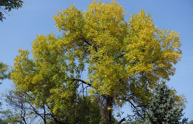 Ogilvie MN Ash Tree Health and Treatment