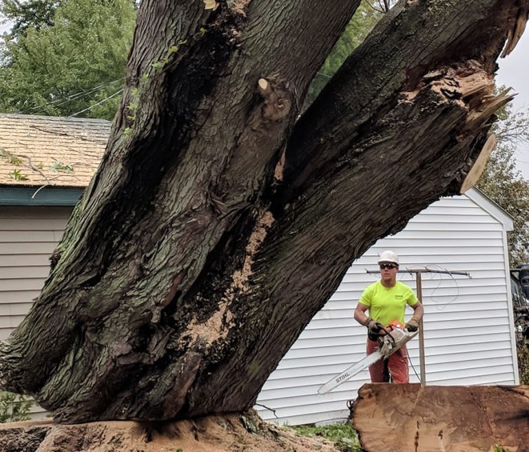 Otsego, MN Tree Removal Services