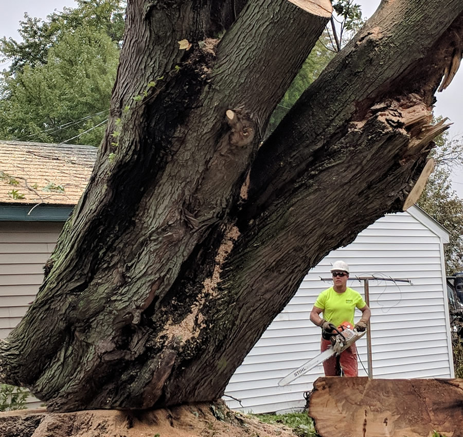 Otsego, MN Tree Removal Services Otsego, MN Tree Removal Services