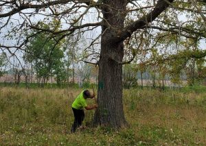 Pease, MN Tree Removal Services