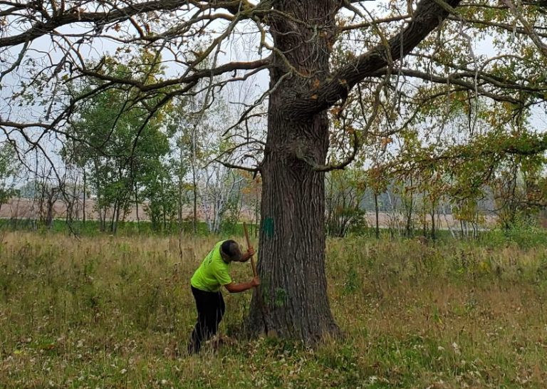 Pease, MN Tree Removal Services