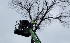 Sauk Rapids Tree Removal