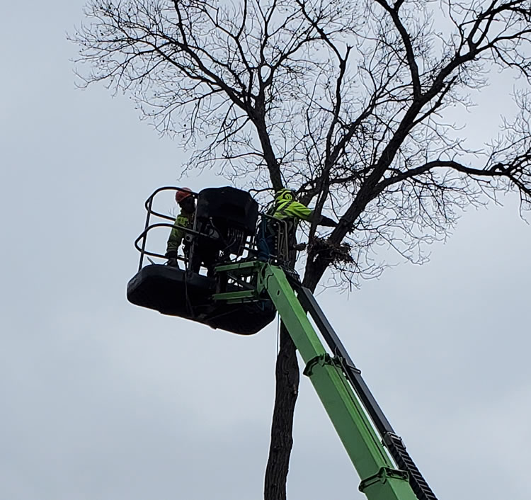 Sauk Rapids Tree Removal